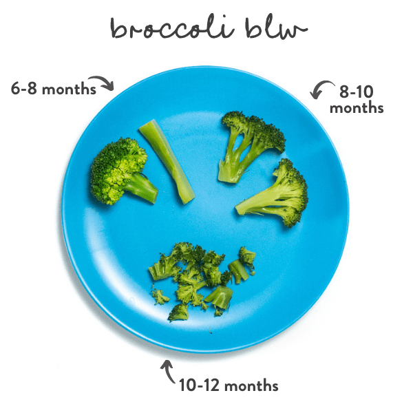 blue baby plate filled with 3 different sizes of broccoli to show the different ages that baby can have which size. 