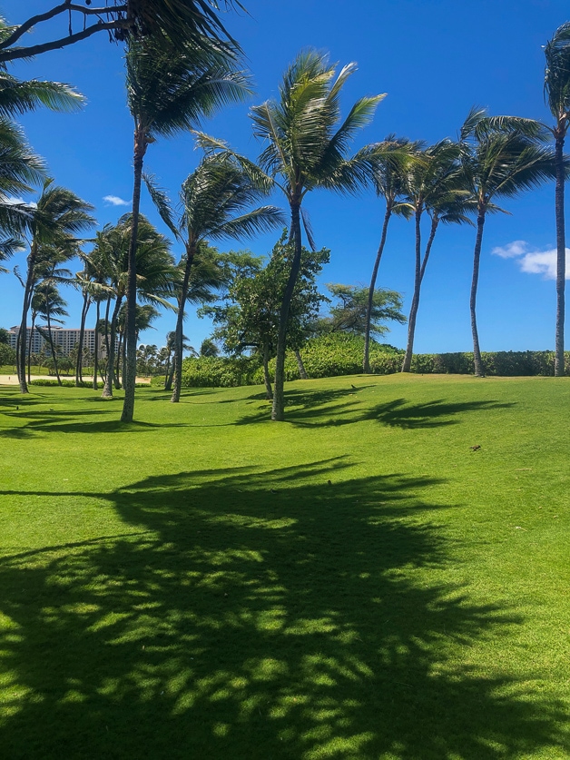 Palm trees and their shadows in a green field. 