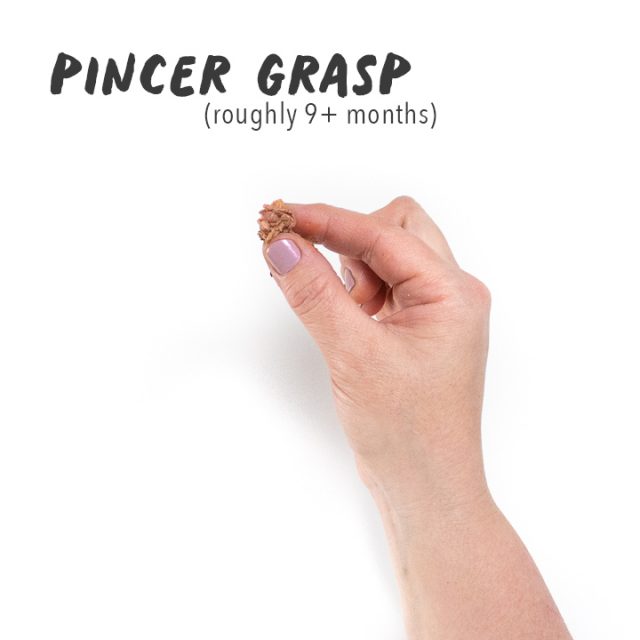 How to Serve Meat to Baby (6+ Months) Baby Foode