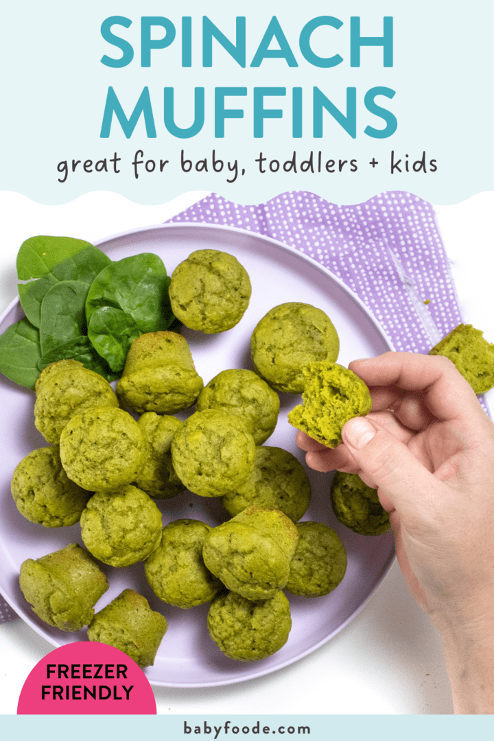 Graphic for post - spinach muffins - great for baby, toddlers and kids! Image is of a purple kids plate filled with mini green spinach muffins with a hand holding one against a white background with a purple napkin. 