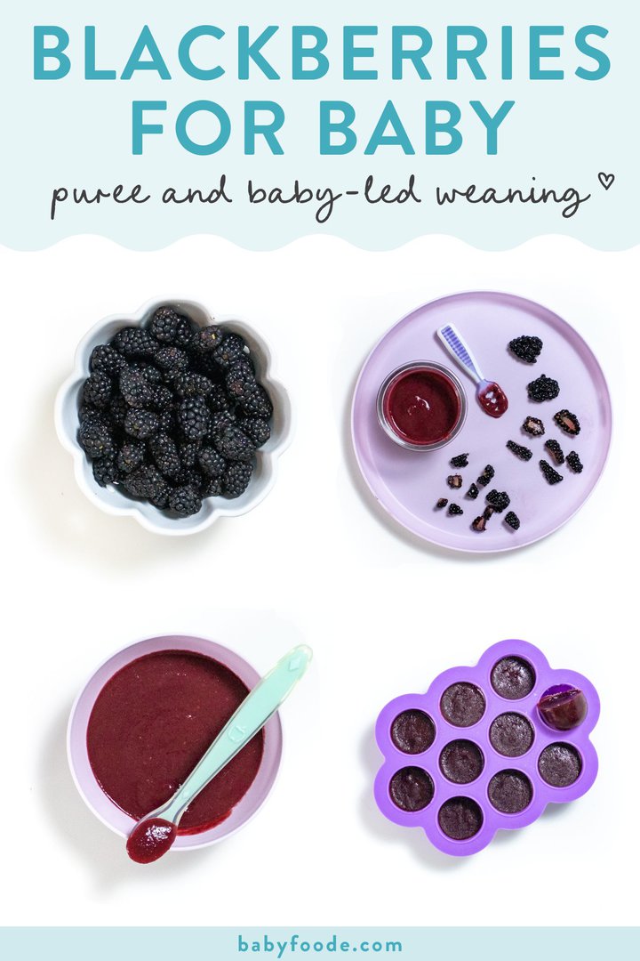 Graphic for post – blackberries for Baby, purées and baby led weaning. A grid of four images showing blackberries in different ways to serve them for a baby whether it be baby food. Or baby let meaning, finger foods.