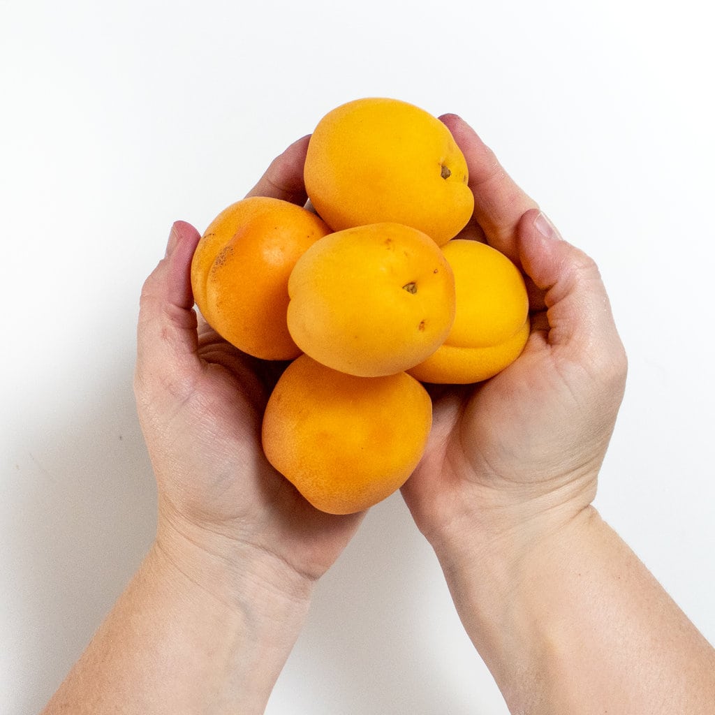 Two hands holding a bunch of apricots.