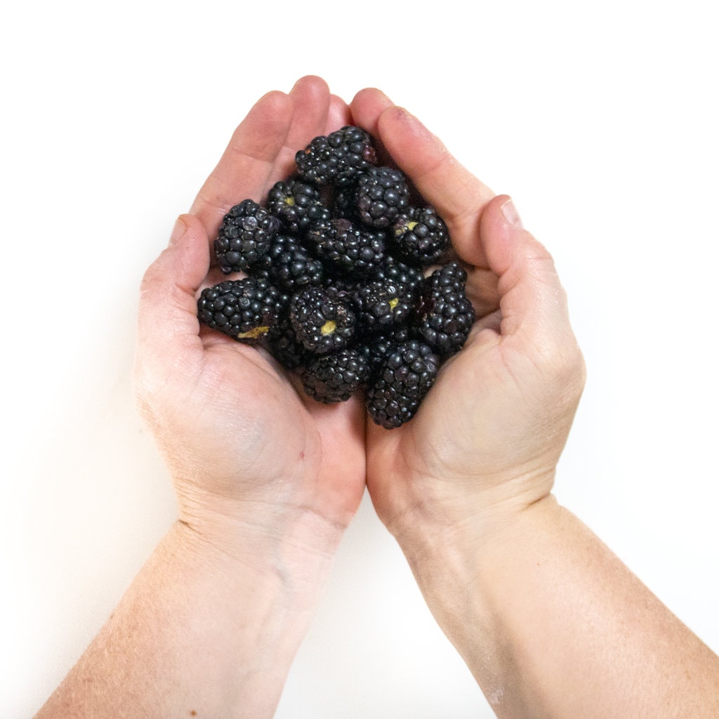 Two hands holding a bunch of blackberries.