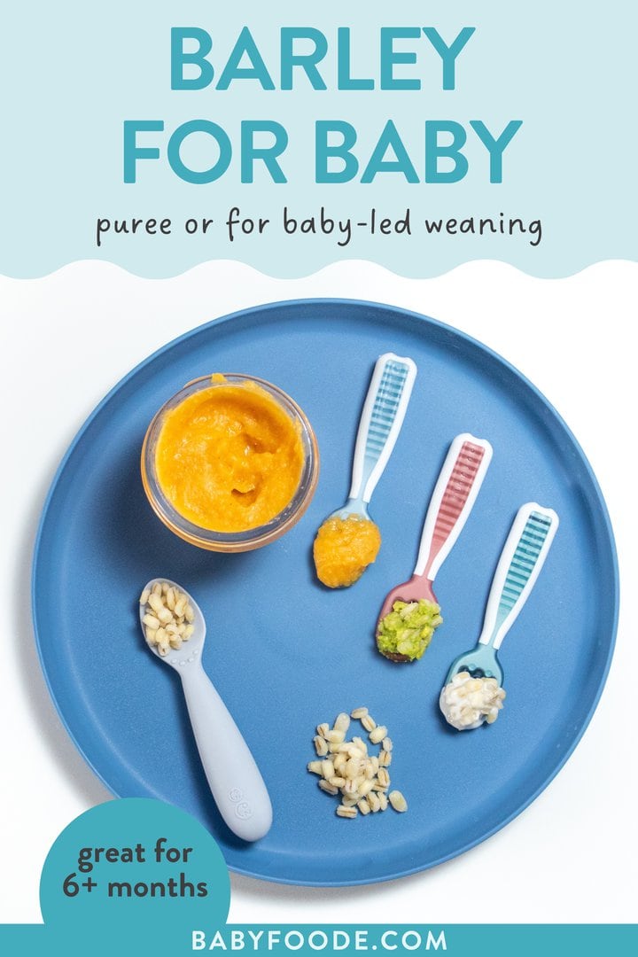 Graphic for post – barley for Baby, purée, or for baby led weaning. Image is of a blue baby plate, showing different ways to serve barley to Baby as a purée or as a finger food.